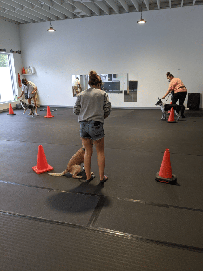 Sport Dog 1 Class in action