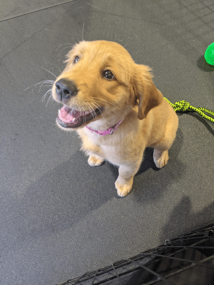 Puppy Social Smiles