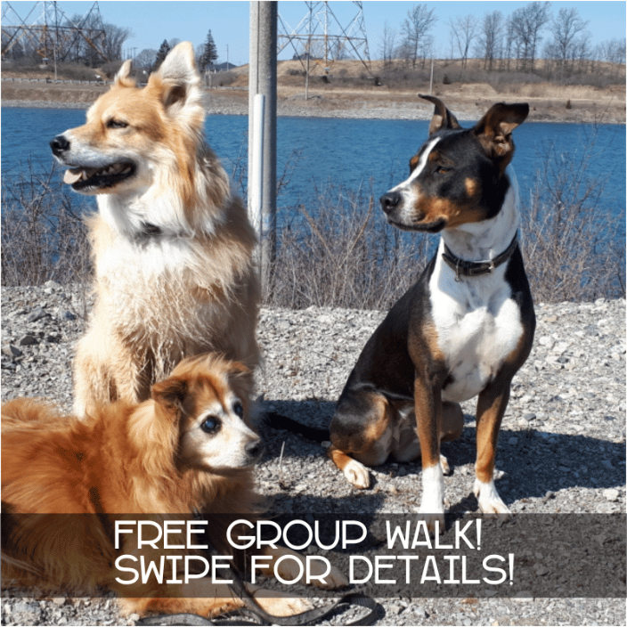 Pack walks included in your sessions