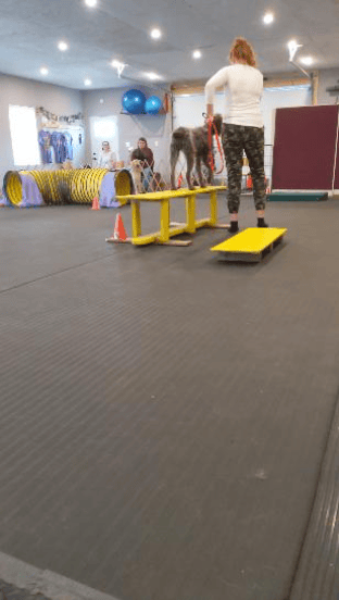 Fun-Gility (Agility for fun, non competitive)