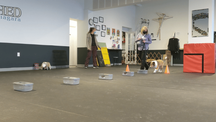 Scent Detection (SDDA)