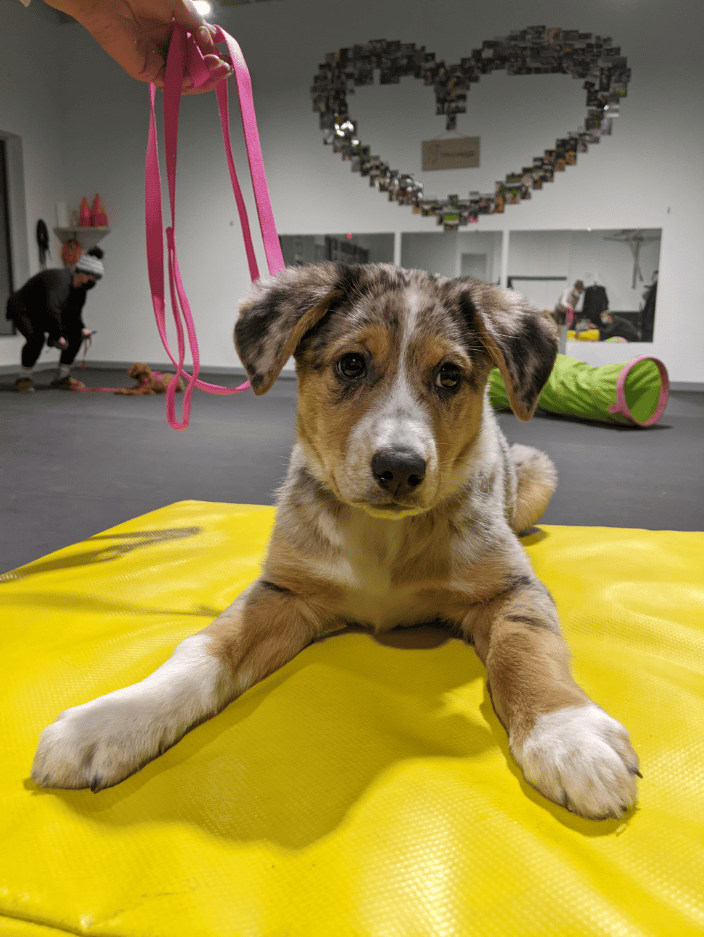 Puppy Kindergarten