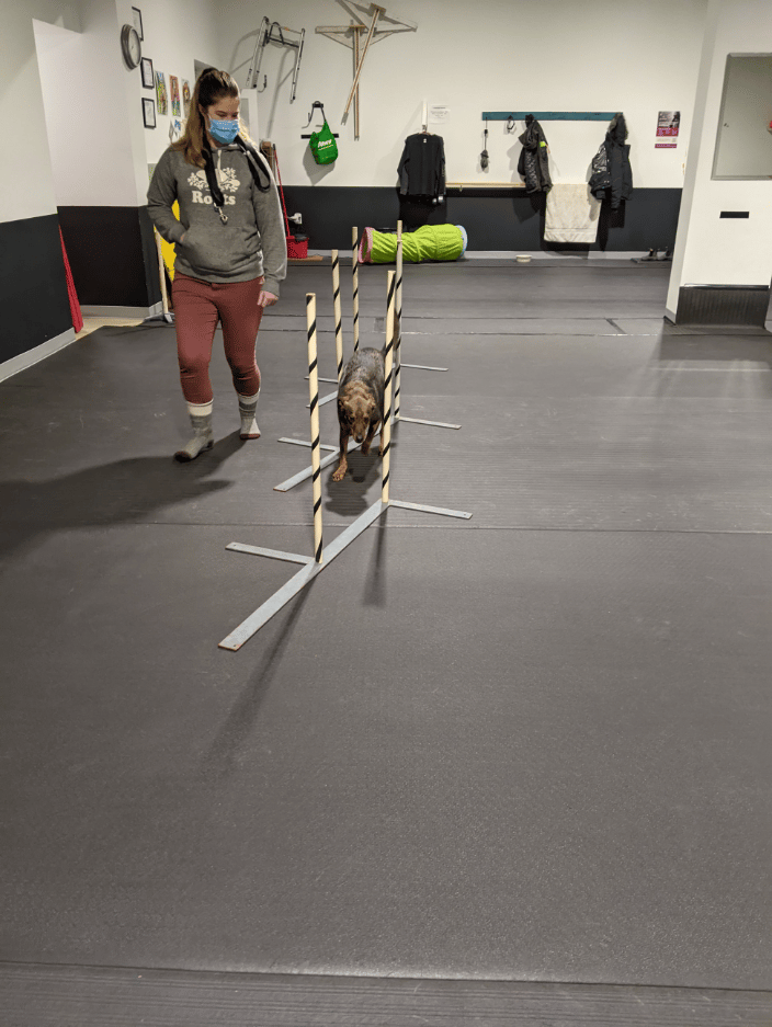 Weave Poles - Fun-gility