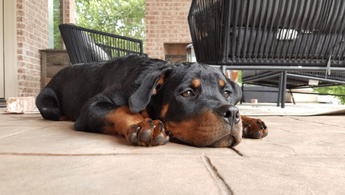 Rottweiler puppy manners training