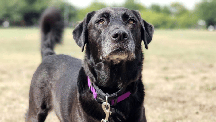 Leash reactive rescue dog on a training outing. 