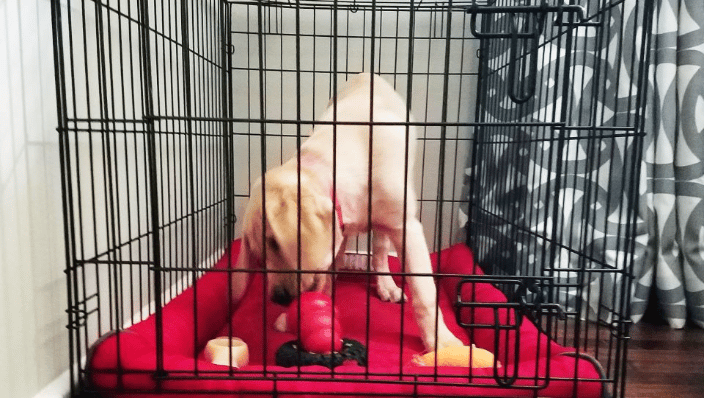 Labrador puppy crate training