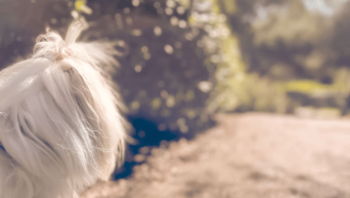 Leash aggressive coton de tulear at Kidd Springs Park