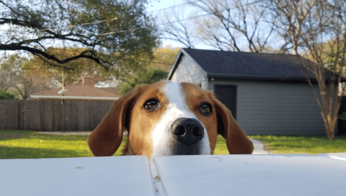 American fox hound begging from the table