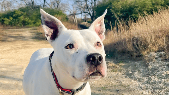 Pitbull hiking Norbuck Park