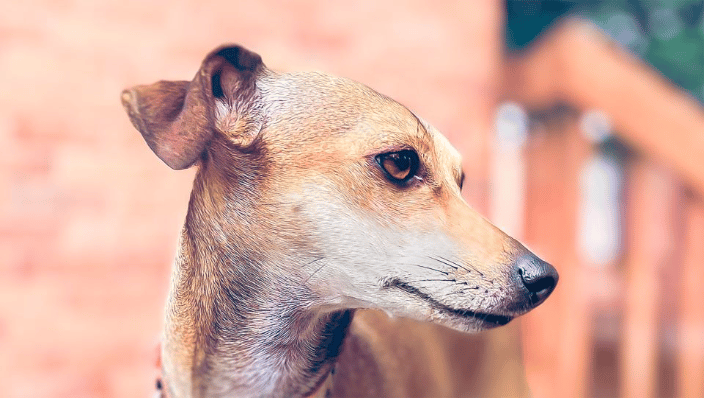 Italian greyhound, Bambi