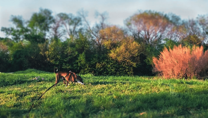 Italian greyhound on a long line hike at Norbuck Park