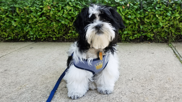 Shih tzu puppy manners training in Uptown, Dallas.