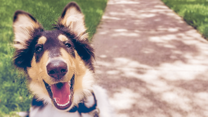 Rough coat collie puppy training leash manners in Lakewood. 