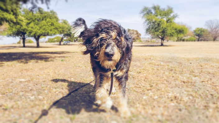 Adolescent bernedoodle training recall at Flag Pole Hill