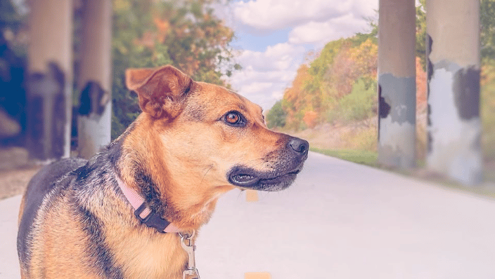 Rescue dog walking SoPac Trail