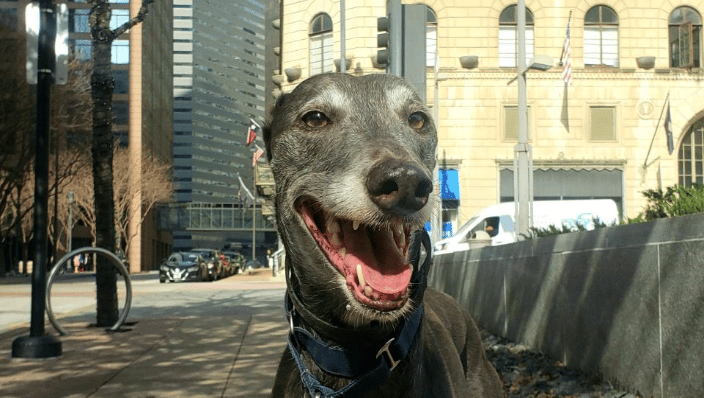 Greyhound leash training in downtown Dallas