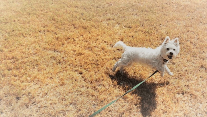 Westie puppy practicing attention outside