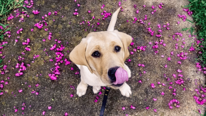 Labrador puppy manners training in Lakewood Dallas