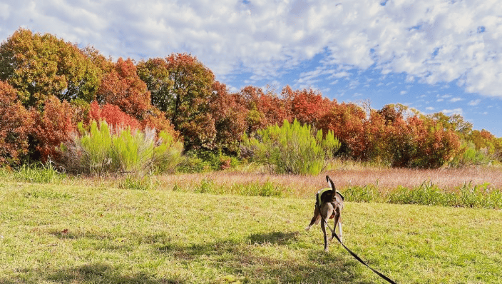 Italian greyhound on a sniffari at Norbuck Park