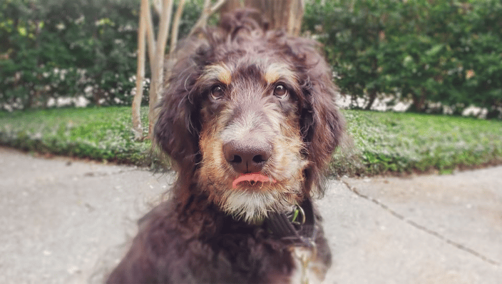 Bernedoodle puppy manners training in Uptown Dallas