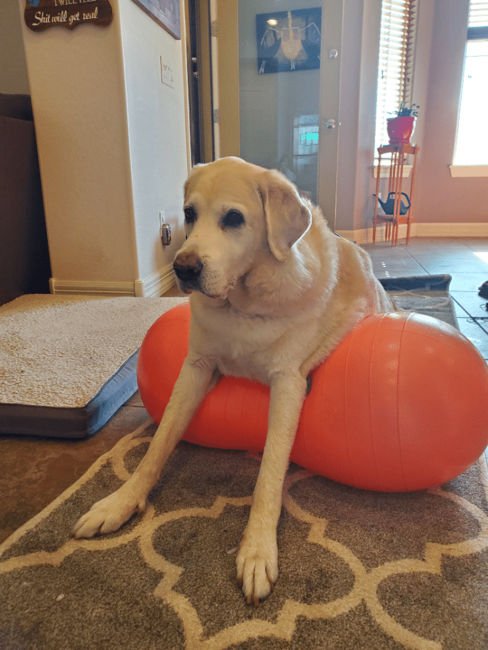 Harley exercising on his peanut.