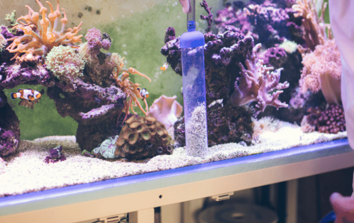 Reef Tank