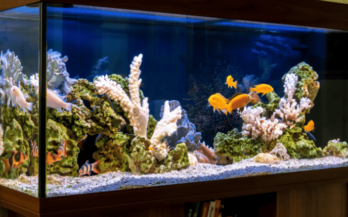 African Cichlid Tank