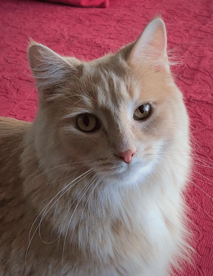 Athena Rose LeMew