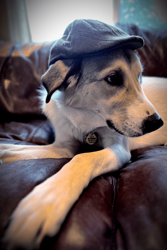 Sugar's official portrait
