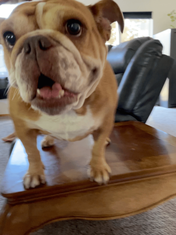 Table dog