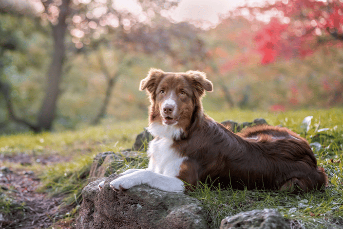 Dog Australian Shepherd