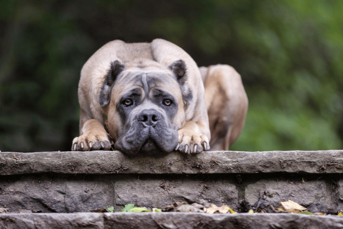Cane Corso