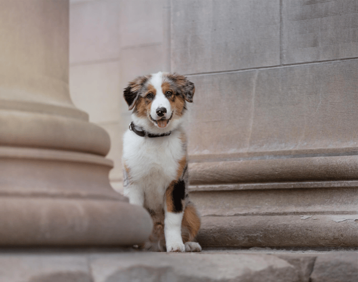 Australian Shepherd Puppy