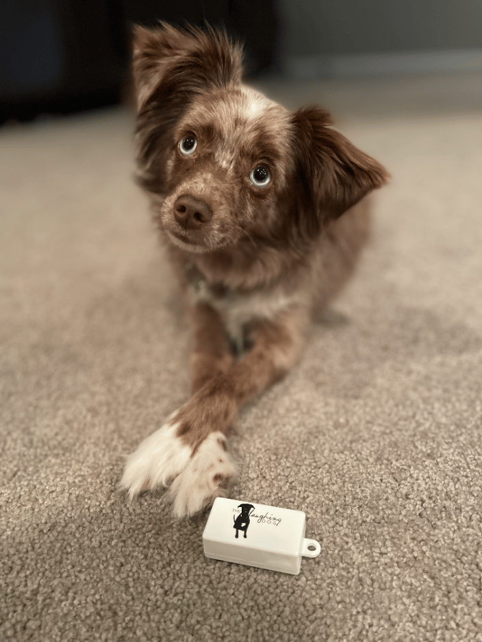 Millie loves the clicker!