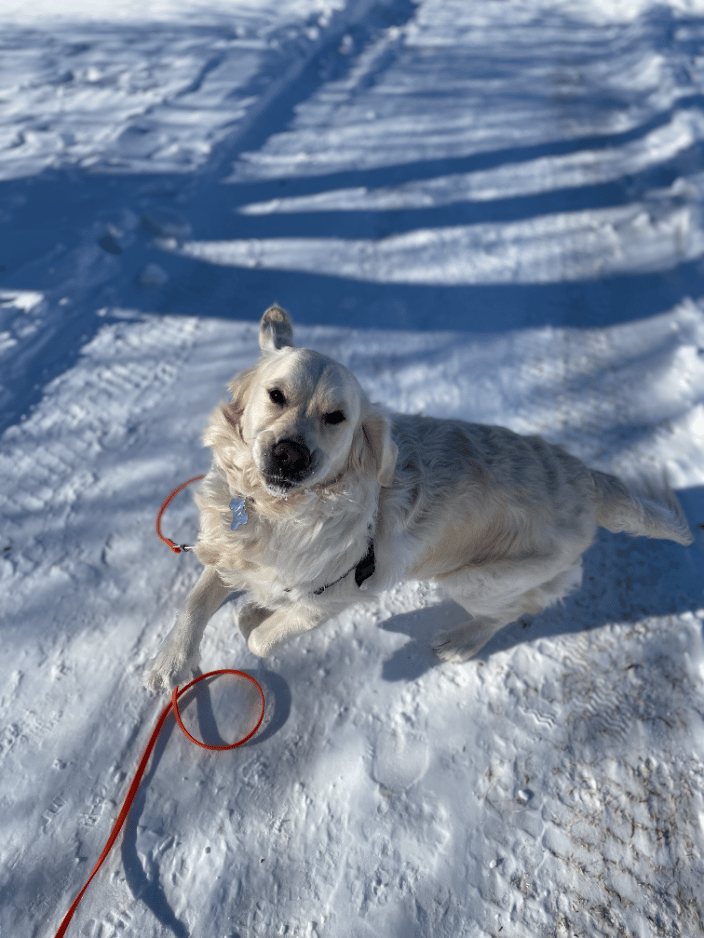 Ivy turns and runs to her handler when called