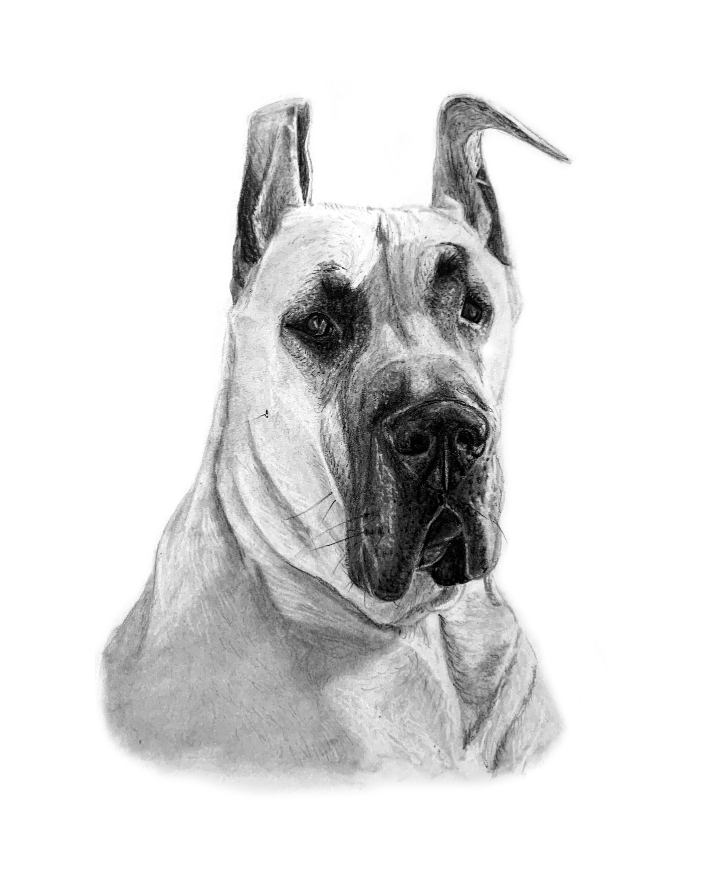 Sample Pet Portrait