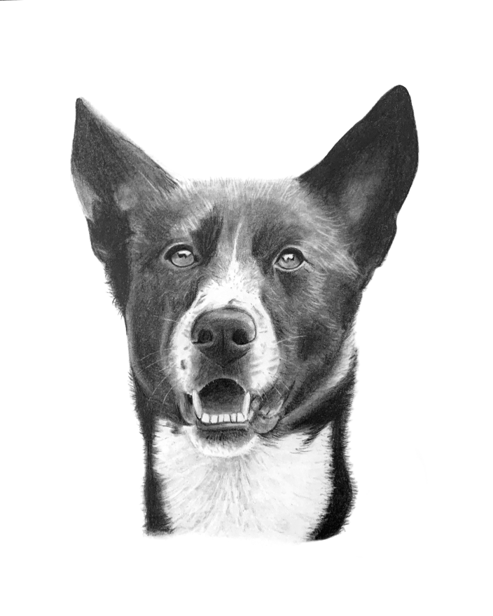 Sample Pet Portrait 