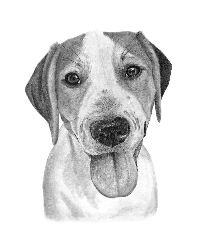 Sample Pet Portrait