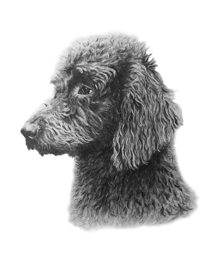 Sample Pet Portrait