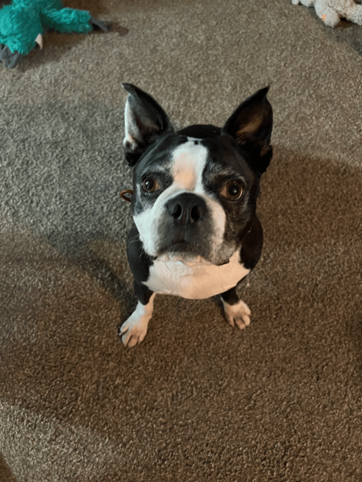 Our overnight guest, Wilson 