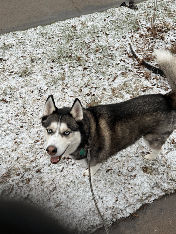 Walking client, Duke