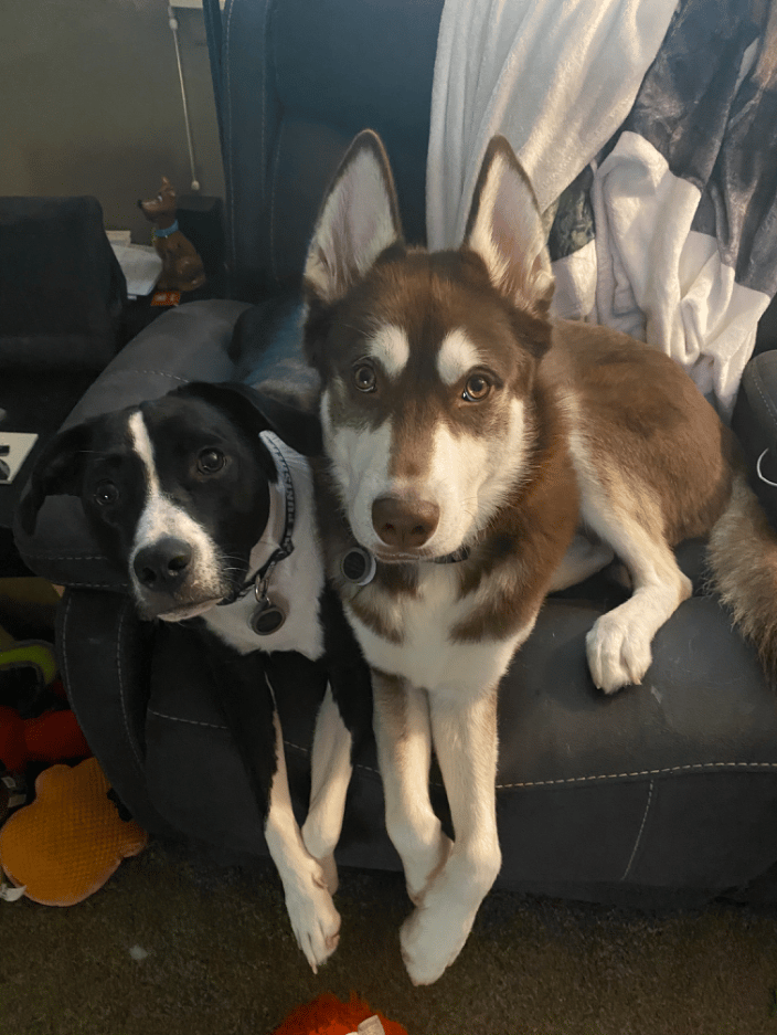 Our dogs, Poe and Finn