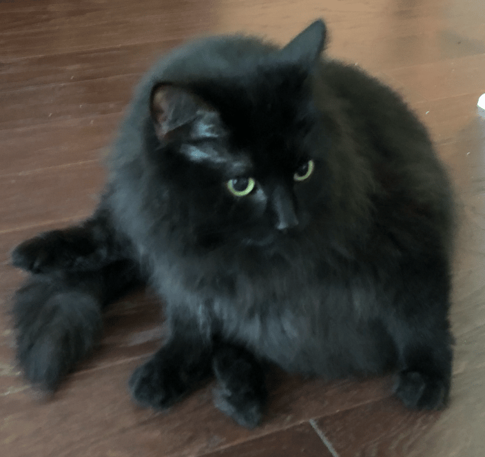 Cat Client