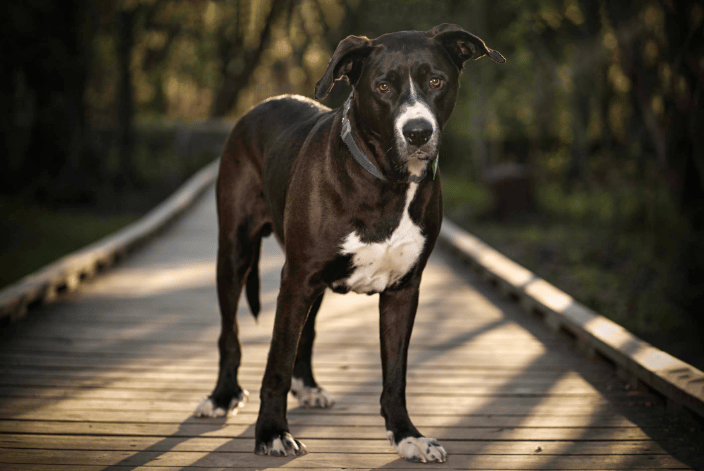 Arlo, one of my clients.