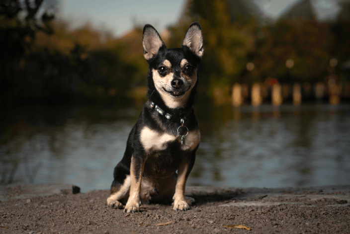 Banjo, one of my clients.