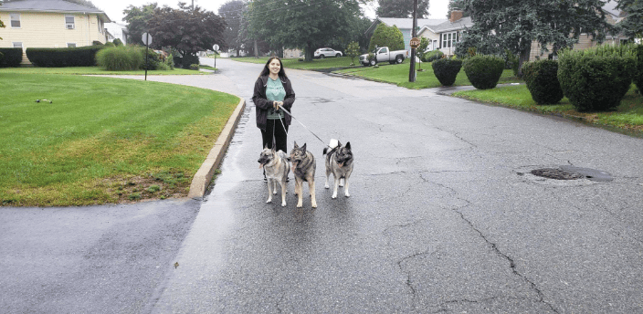 Pack Walk