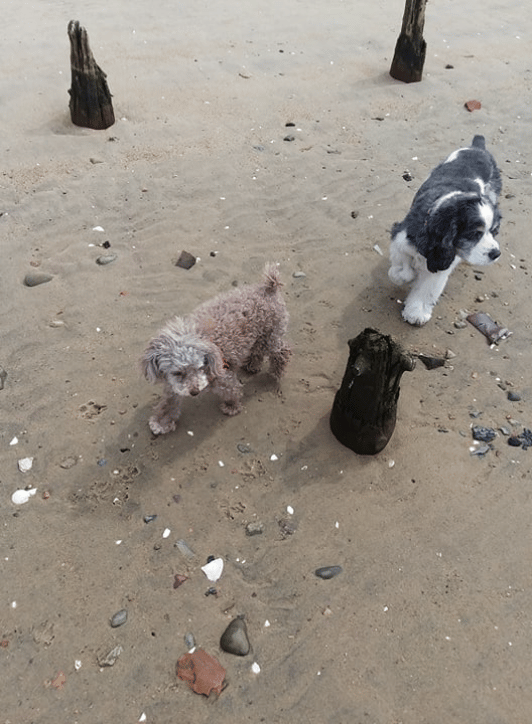Beach Day