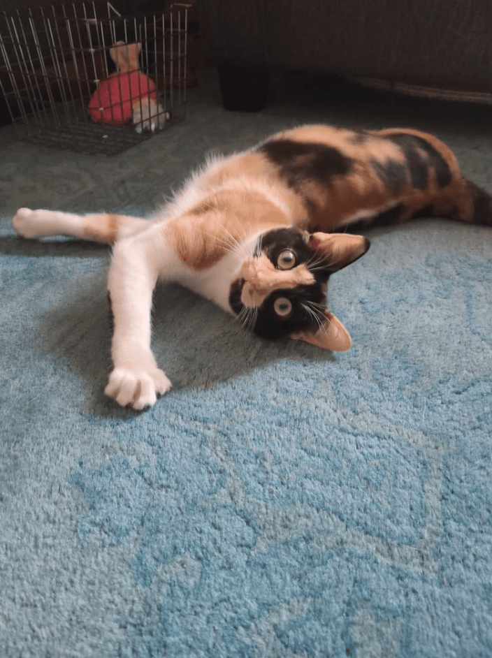 Cat Visit