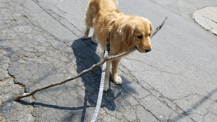 Branch Manager on a Stroll