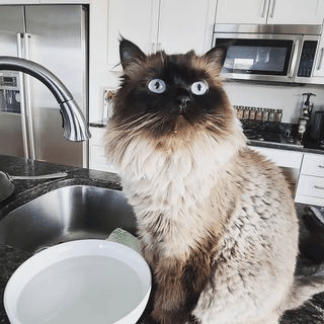 Cat Visit